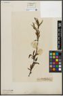 Foto von Salix acutifolia Willd.